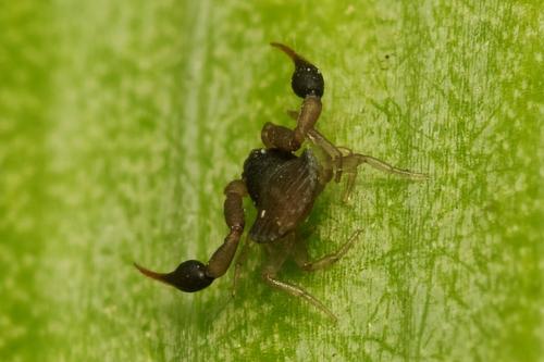 Réf. 267 815 : Geogarypus minor