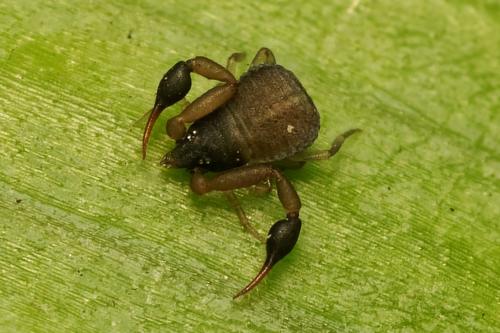 Réf. 267 814 : Geogarypus minor
