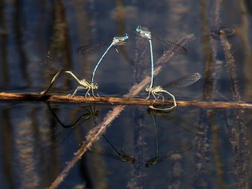 Réf. 267 613 : Platycnemis pennipes
