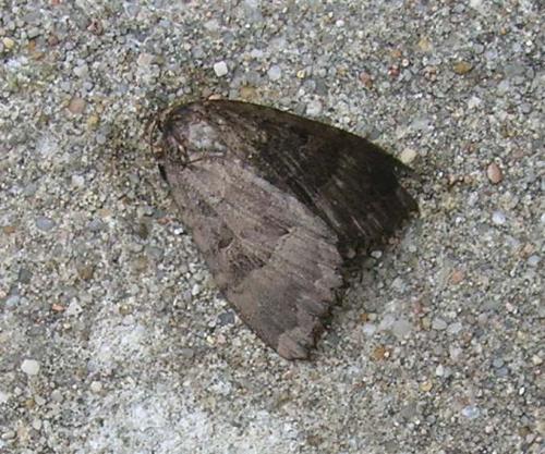 Réf. 267 733 : Mormo maura