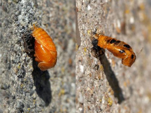 Harmonia axyridis