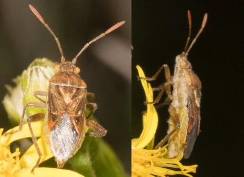 Réf. 267 961 : Stictopleurus pictus