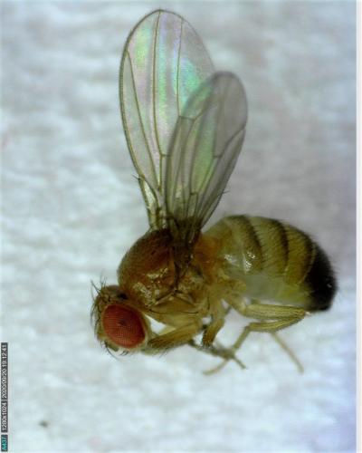 Drosophila melanogaster