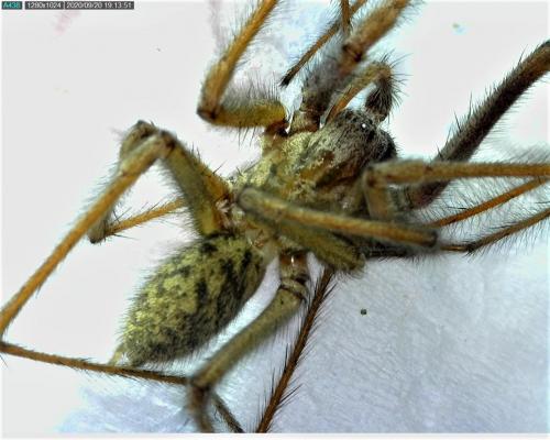 Eratigena sp.