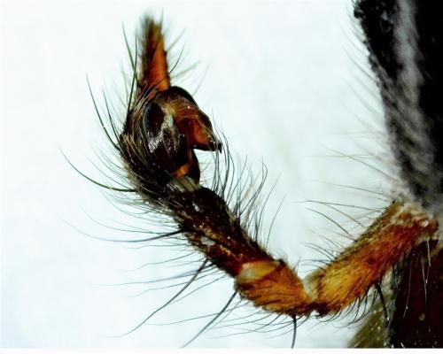Eratigena sp.