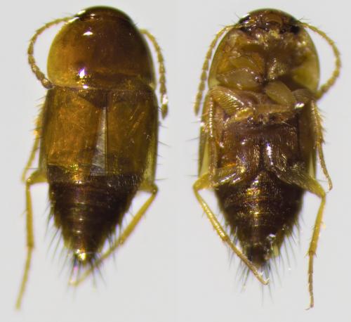 Tachyporus nitidulus