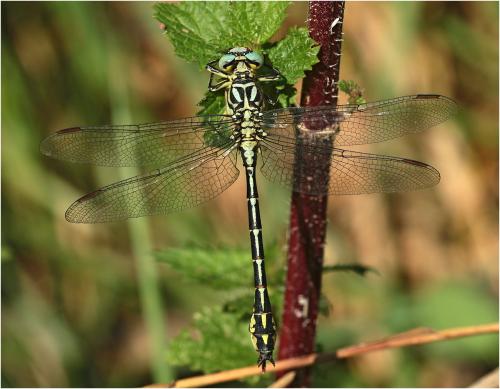 Stylurus flavipes