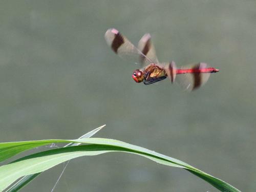 Réf. 267 751 : Sympetrum pedemontanum