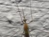 267342 – Photo : Syrphus (forum) – Brésil