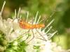 267905 – Photo : Syrphus – France (84)