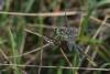 267440 – Photo : Bertrand Piney – France (44)