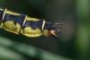 267441 – Photo : Bertrand Piney – France (44)