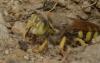 267699 – Photo : Philippe Legros – France (81)