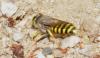 267591 – Photo : Philippe Legros – France (81)