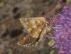 267276 – Photo : Yoann Pelouard – France (74)