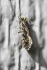 267442 – Photo : Daniel Ventard – France (71)