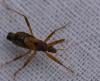 267230 – Photo : Christian Berquer – France (50)