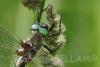 267003 – Photo : Maamar SELLAM – France (28)