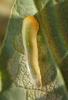 267326 – Photo : Catherine Reymonet-Smitten – France (19)