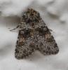 267024 – Photo : Daniel Philippe – France (47)