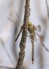 267892 – Photo : pierre juliand – France (07)