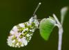 267351 – Photo : Alain Baile – France (12)