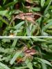 267273 – Photo : DL – Thaïlande