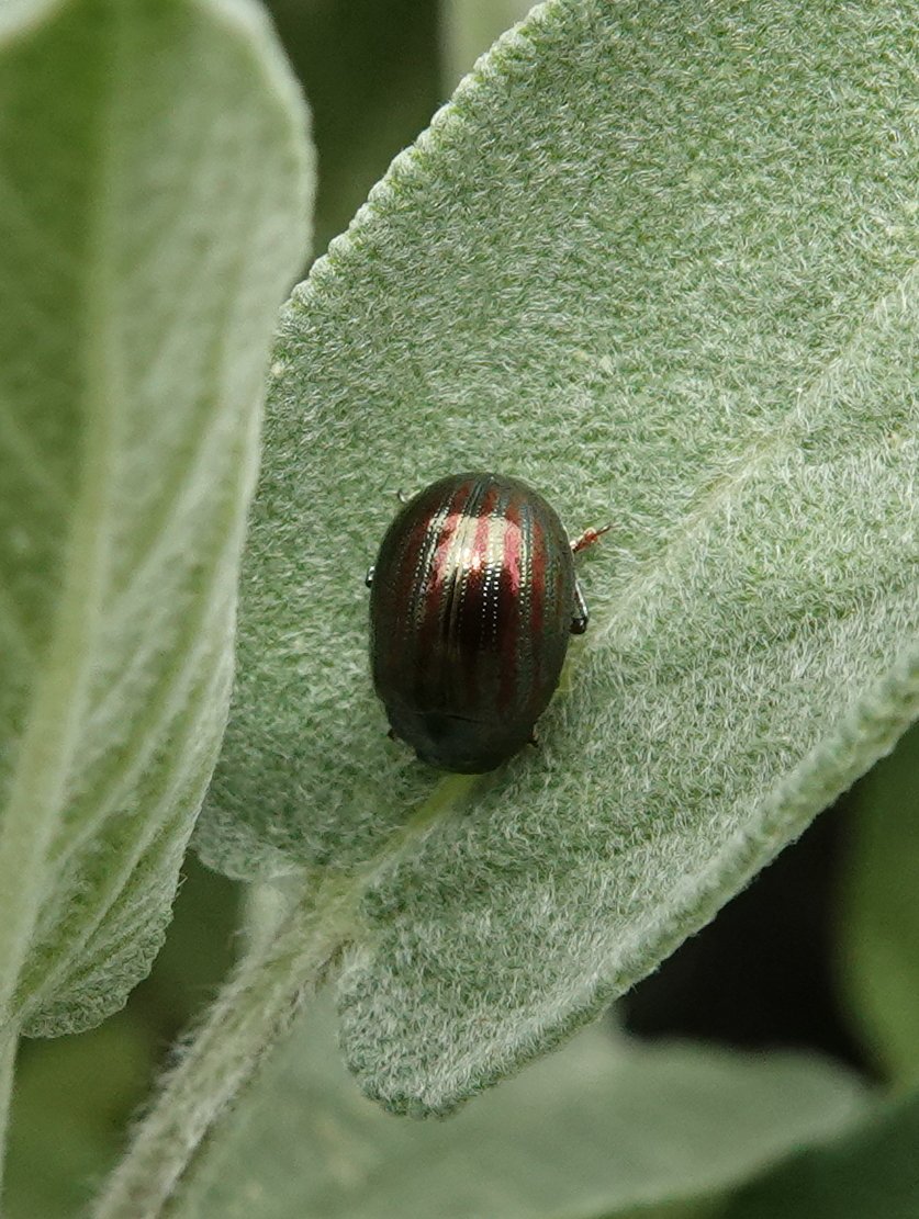 F. DUCORDEAU - Chrysolina (Taeniochrysea) americana - réf. 267011 (837 x 1111 pixels, 207 ko)