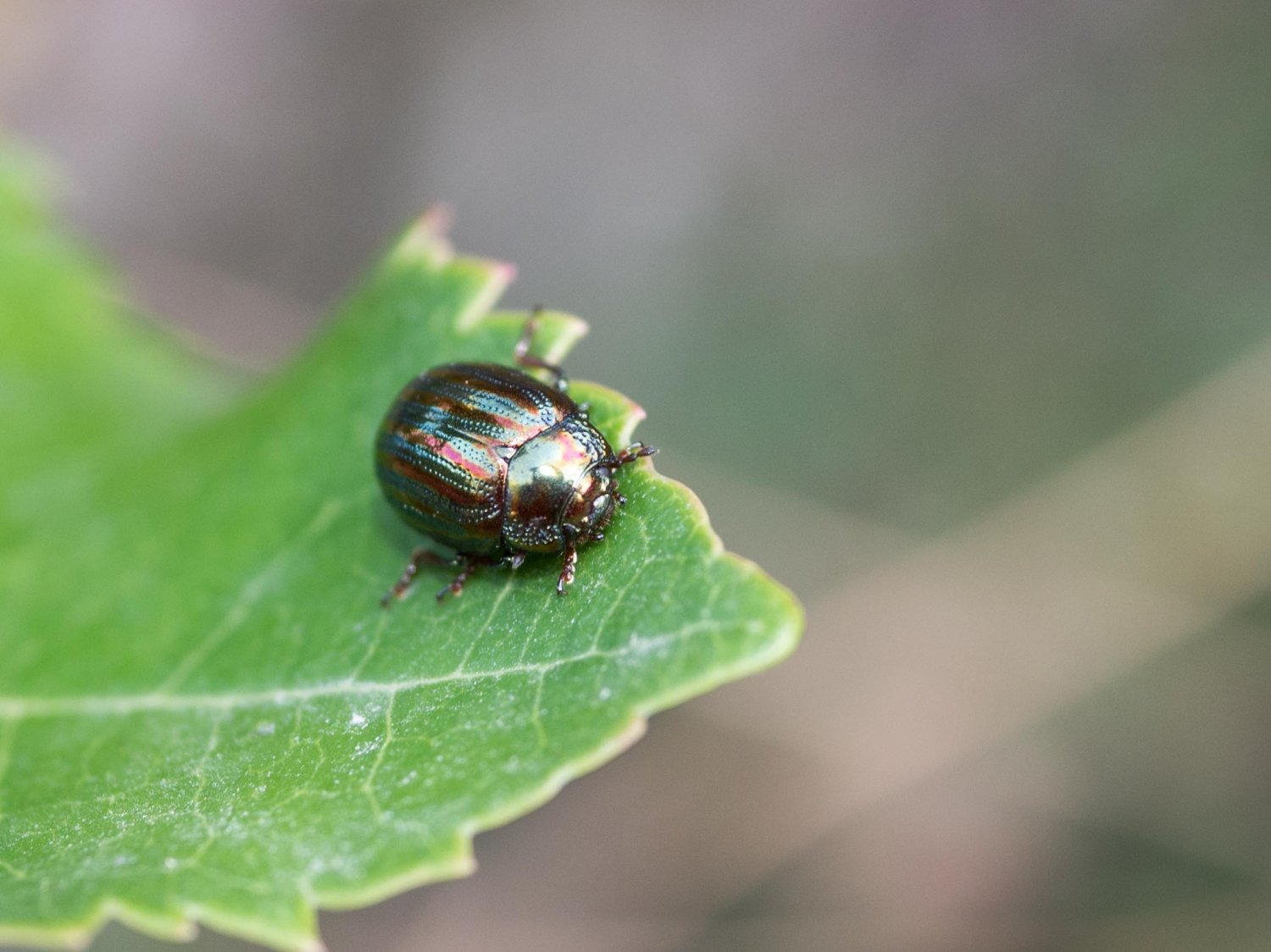BourrinOman - Chrysolina (Taeniochrysea) americana - réf. 267339 (1500 x 1124 pixels, 163 ko)