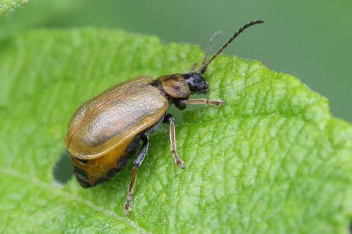Réf. 268 667 : Lochmaea capreae