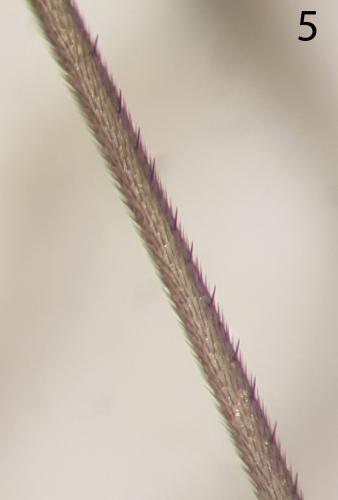 Réf. 268 599 : Phthinia winnertzi