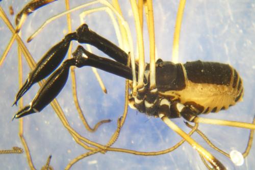 Réf. 268 145 : Ischyropsalis hispanica