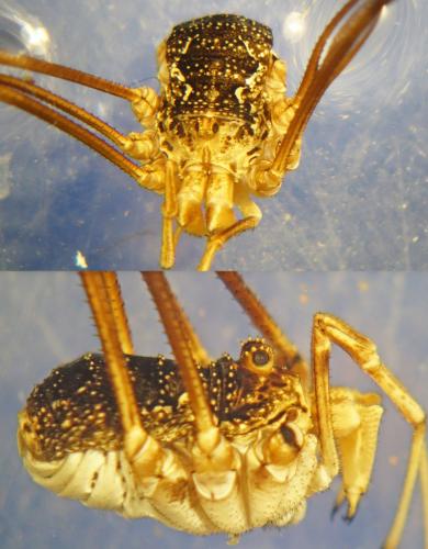 Phalangium opilio