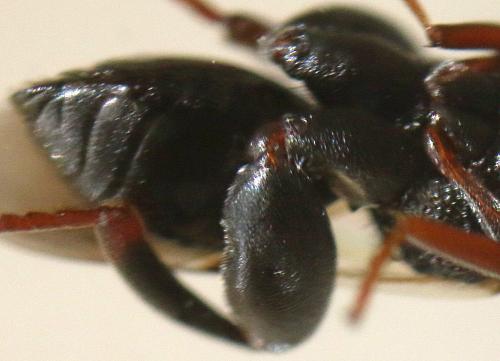 Haltichella rufipes