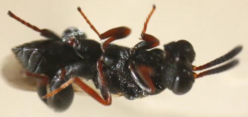 Haltichella rufipes