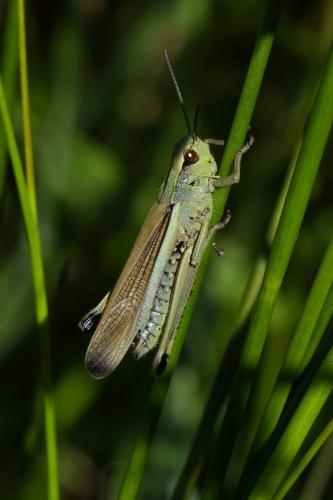 Stethophyma grossum