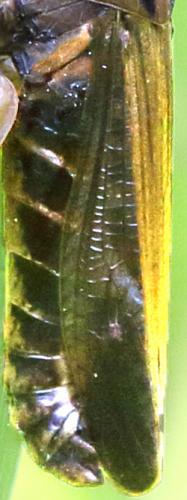 Réf. 268 561 : Omocestus viridulus