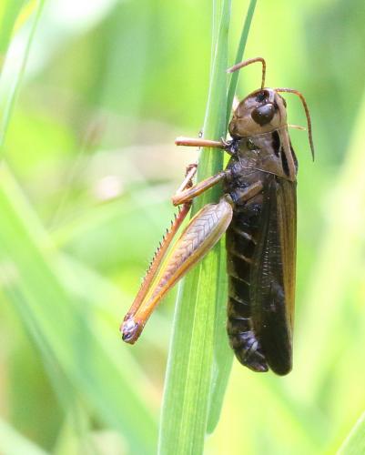 Réf. 268 516 : Omocestus viridulus