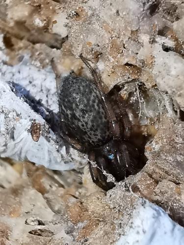 Réf. 268 873 : Gnaphosa alacris