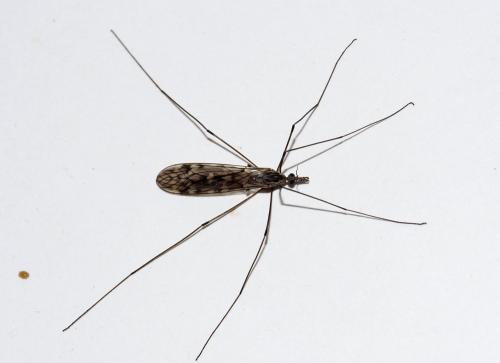 Réf. 268 429 : Tipula sp.