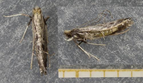 Parornix torquillella