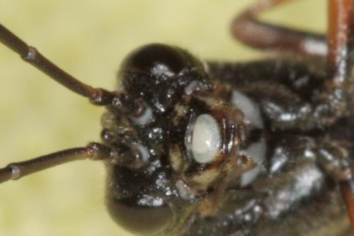 Tenthredopsis sp.