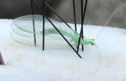 Chrysoperla sp.