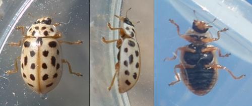 Anisosticta novemdecimpunctata