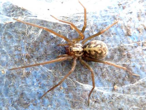 Eratigena sp.