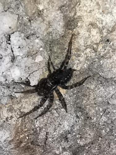 Textrix_sl sp.