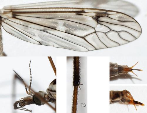 Réf. 268 430 : Tipula sp.