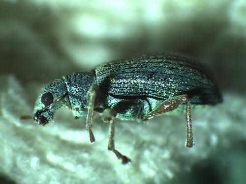 Polydrusus sp.