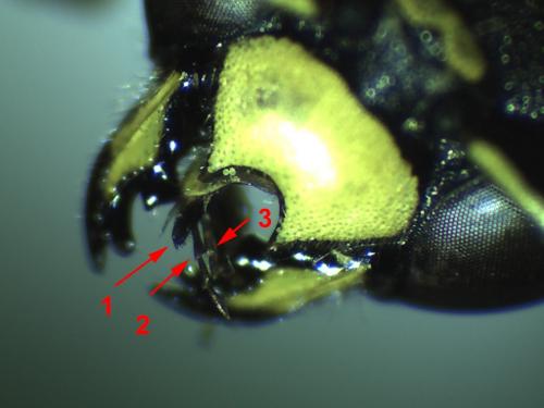 Gymnomerus laevipes