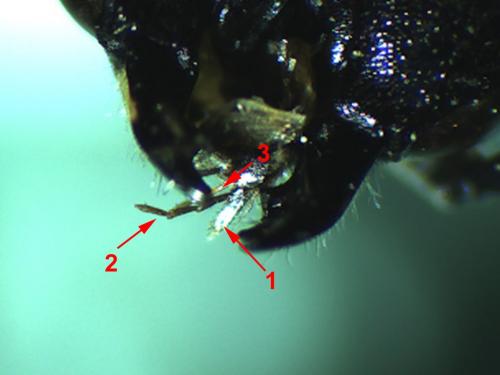 Gymnomerus laevipes